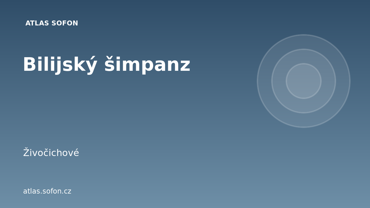 Bilijský šimpanz