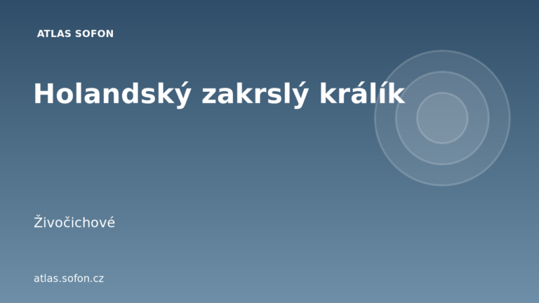 Holandský zakrslý králík