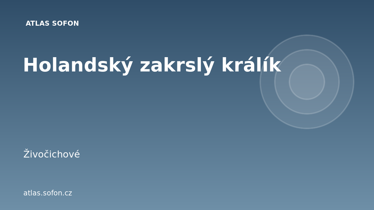 Holandský zakrslý králík
