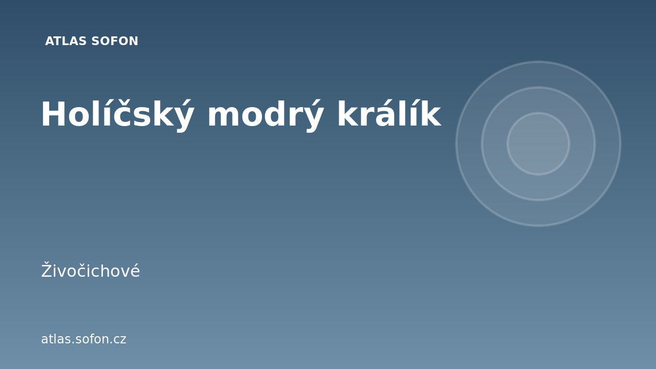 Holíčský modrý králík