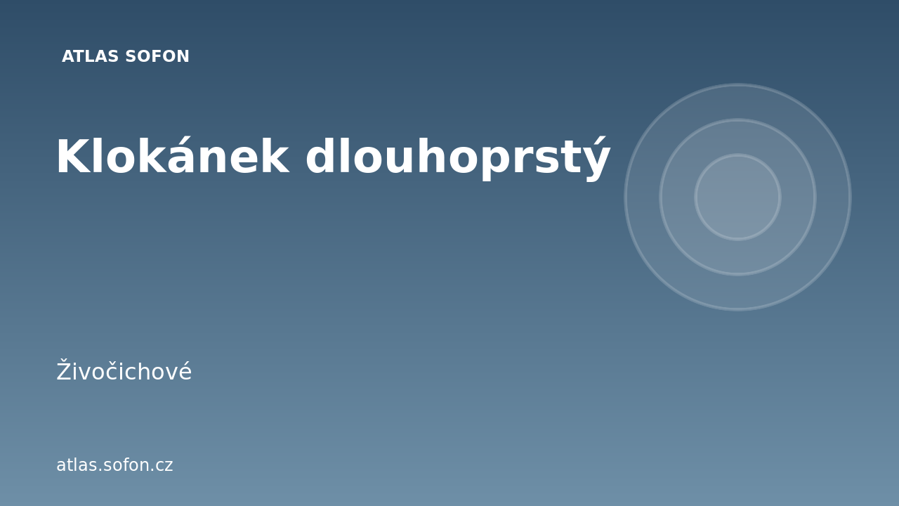 Klokánek dlouhoprstý