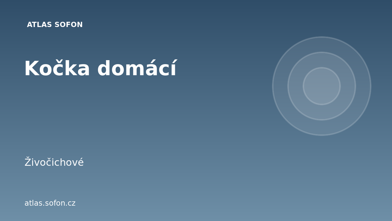 Kočka domácí