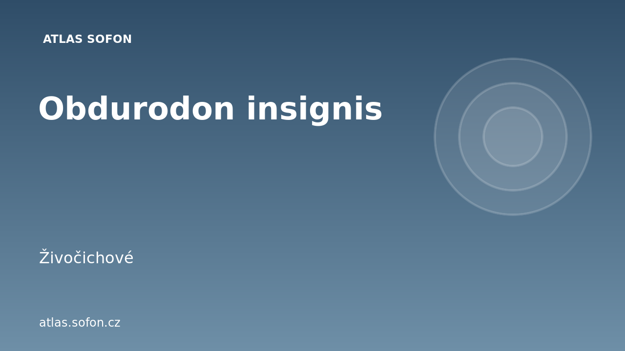 Obdurodon insignis