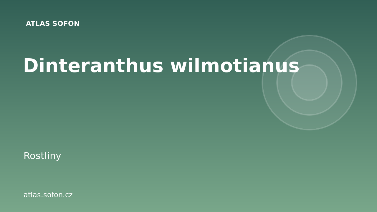 Dinteranthus wilmotianus