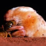 southern-marsupial-mole-Notoryctes-typhlops-1080×675