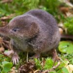 waldspitzmaus