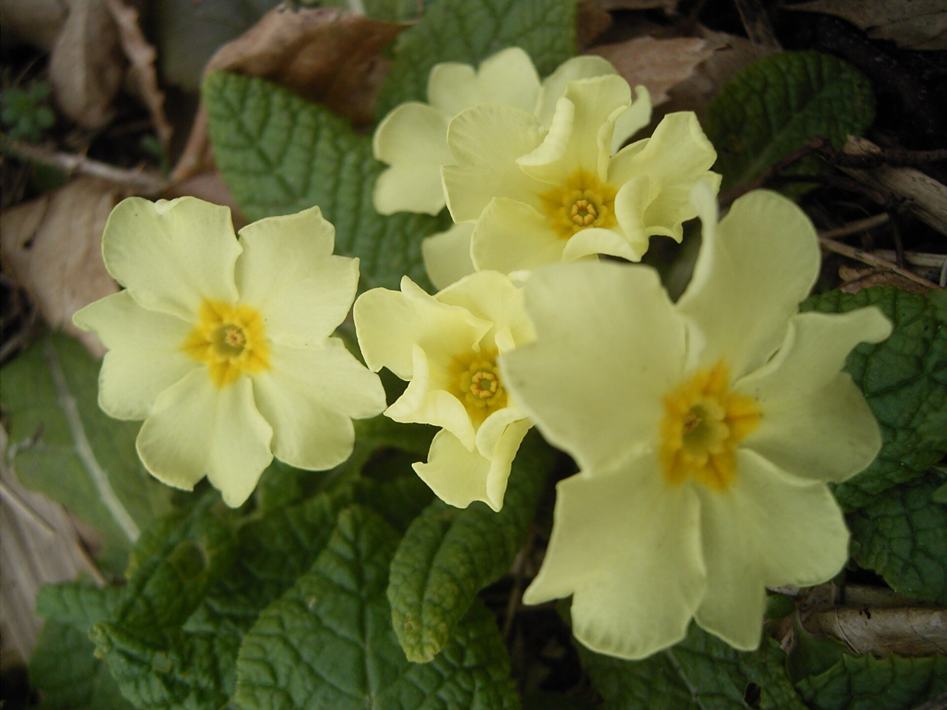 File:Primula Acaulis — Flora Batava — Volume Wikimedia Commons | Primula  Vulgaris | nigerianpilot.news