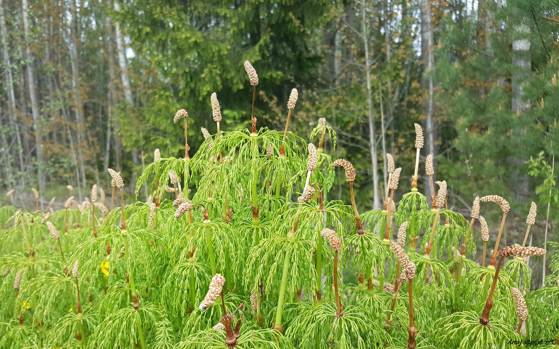 Přeslička rolní (Equisetum arvense) - Přeslička rolní (Equisetum arvense) -  REJSTRIK.CZ