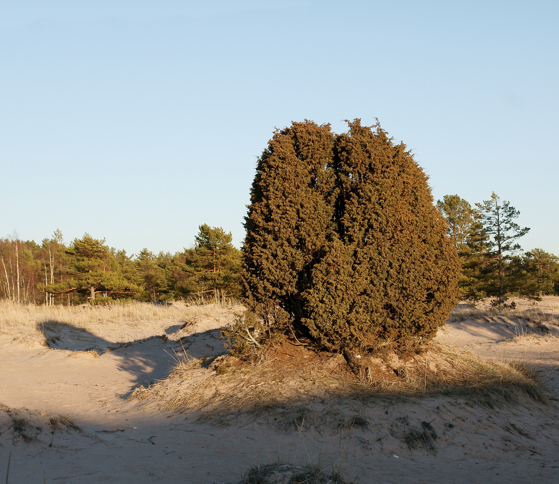 Juniperus communis (Common Juniper) | BioLib.cz