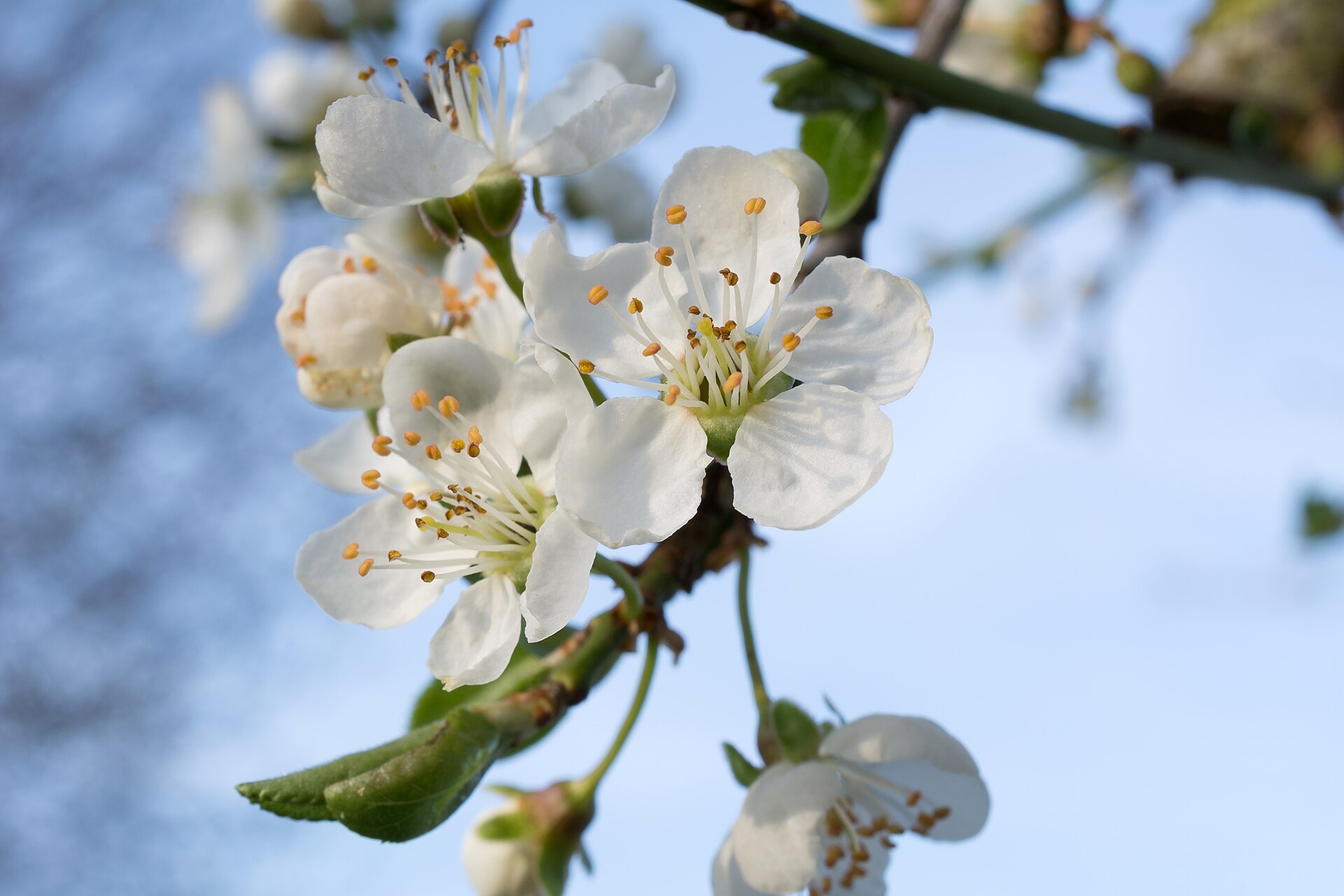PRUNUS INSITITIA L. – slivoň obecná / slivka guľatoplodá | BOTANY.cz