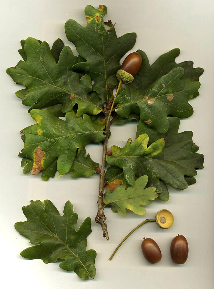 Quercus Robur - Common Oak