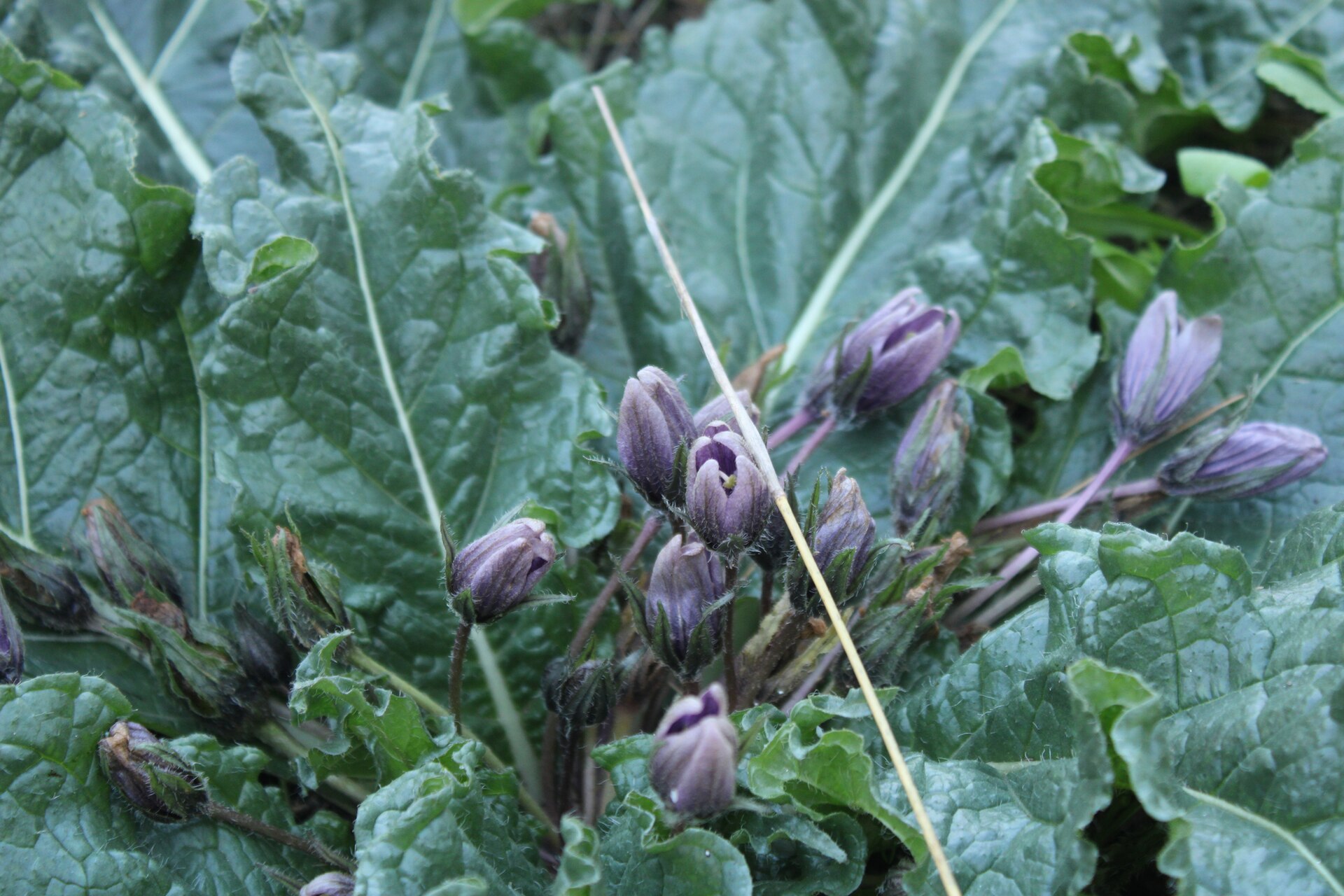 Mandrake (Mandragora autumnalis). In the middle the smelly yellow... |  Download Scientific Diagram