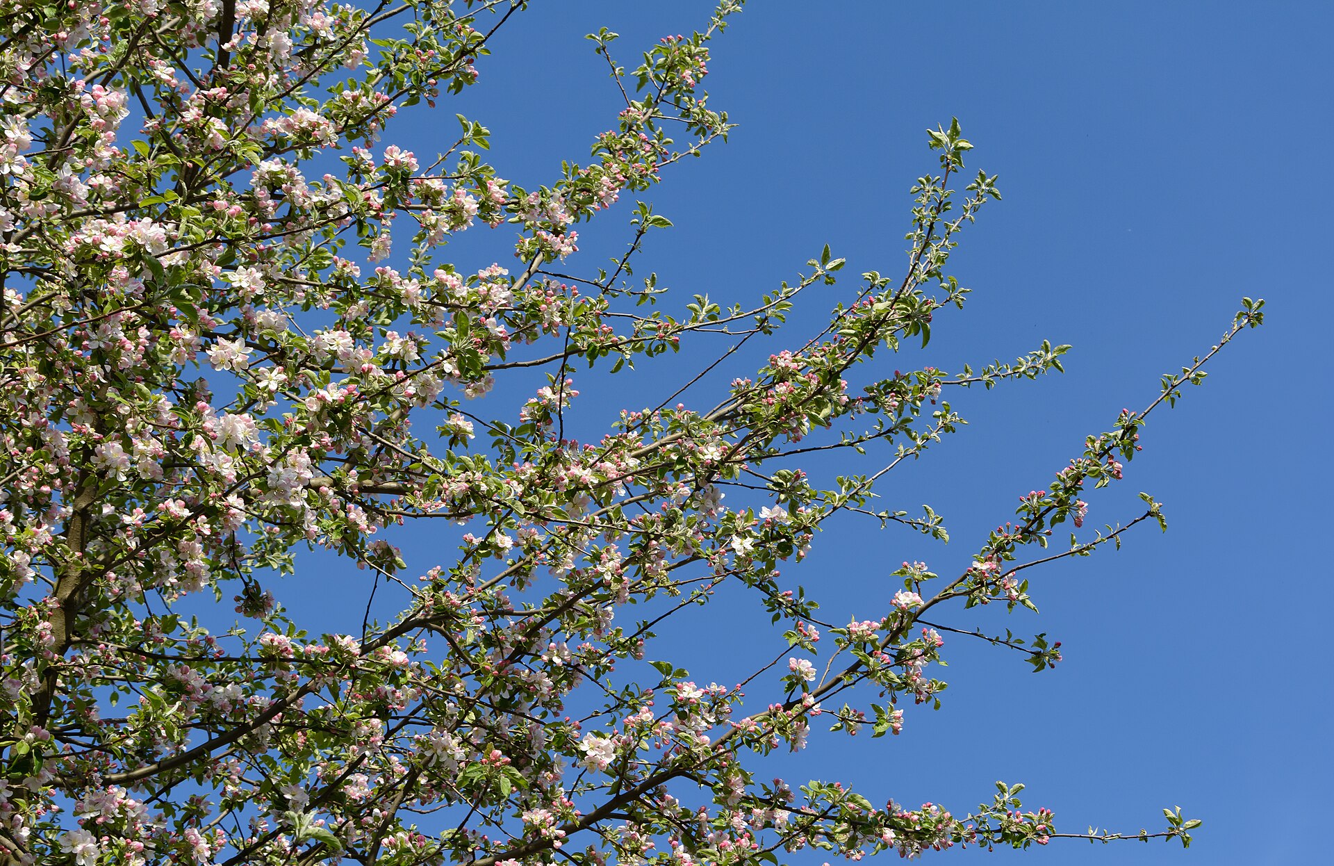 Jabloň domácí - Malus domestica | Zahradnictví FLOS