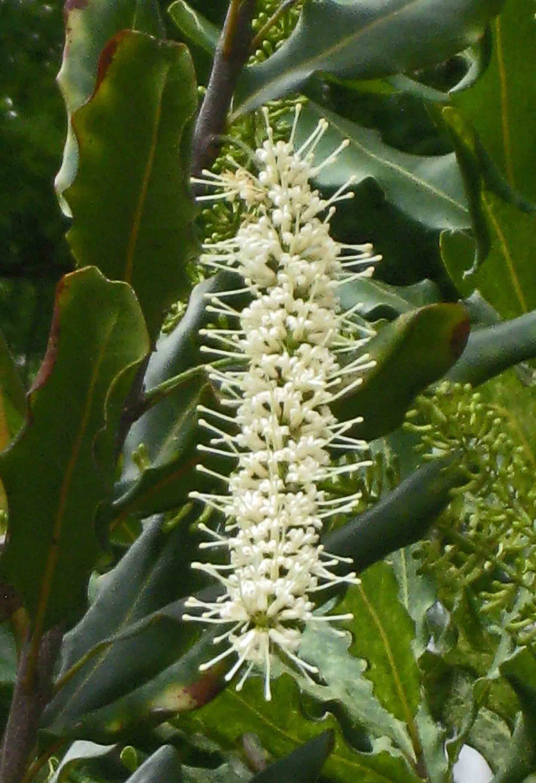 AtlasRostlin.cz | Makadámie (Macadamia ternifolia)
