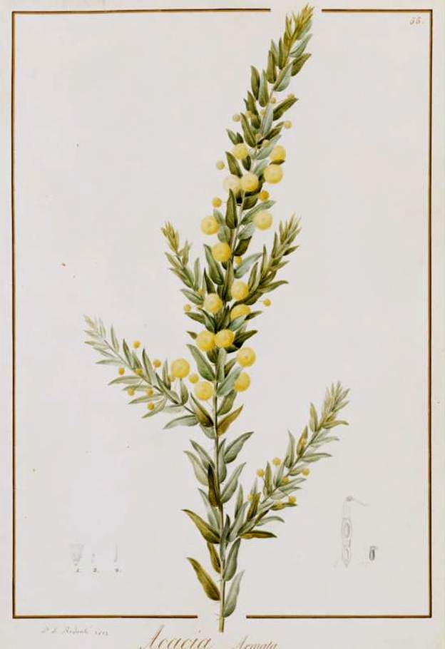 Hedge Wattle, Kangaroo Thorn (Acacia armata, Acacia paradoxa), flowering  twig stock photo