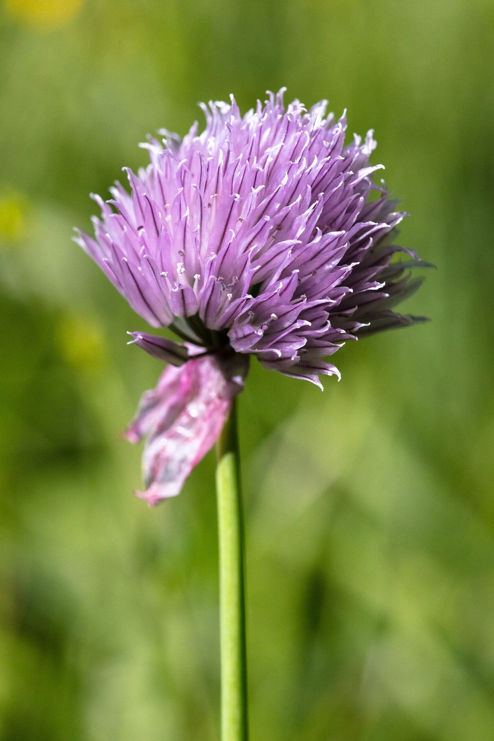 Pažitka - účinky, užití, pěstování — CULINA BOTANICA