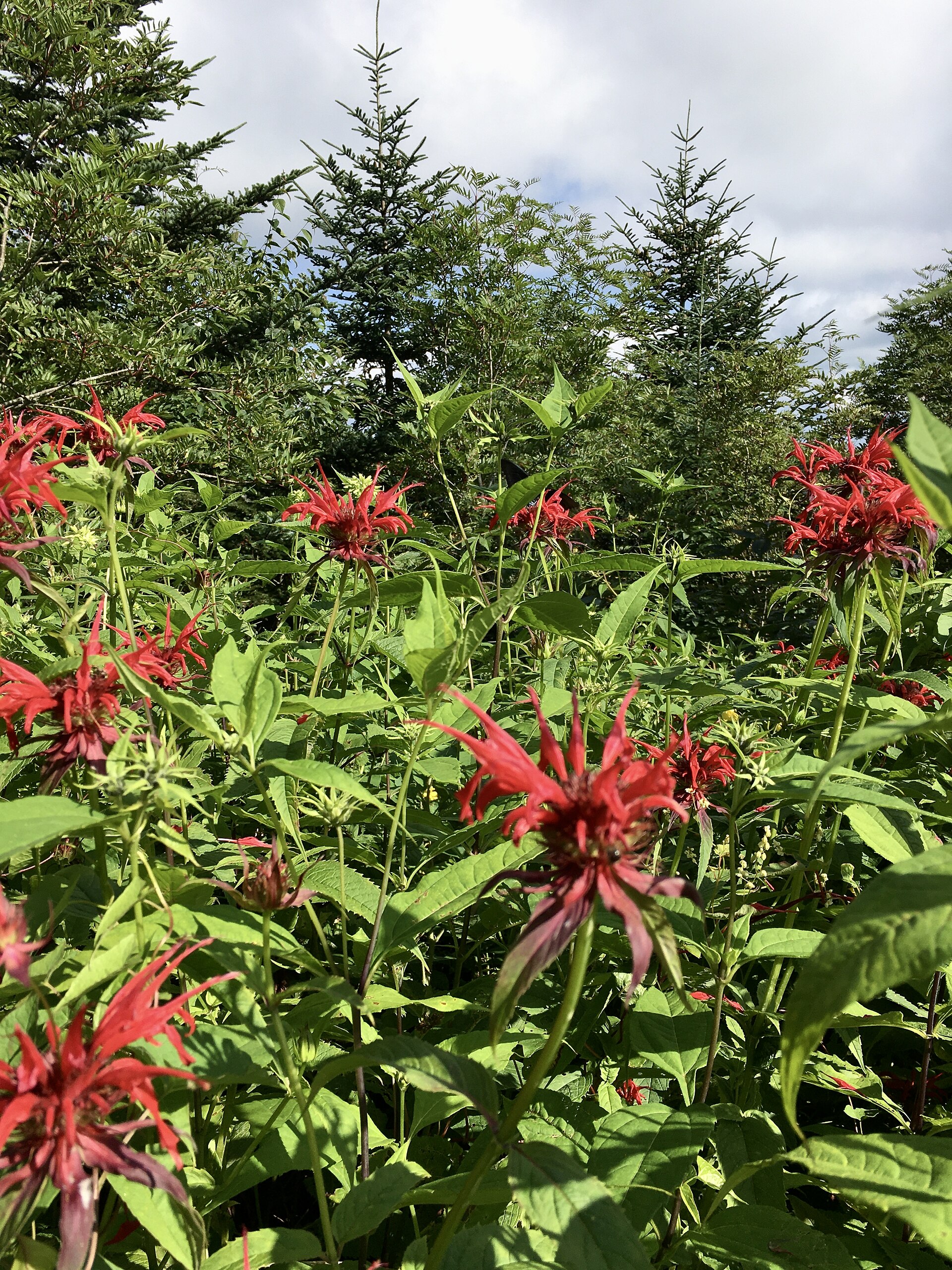 Zavinutka podvojná ´Goldmelisse´ - Monarda didyma ´Goldmelisse´
