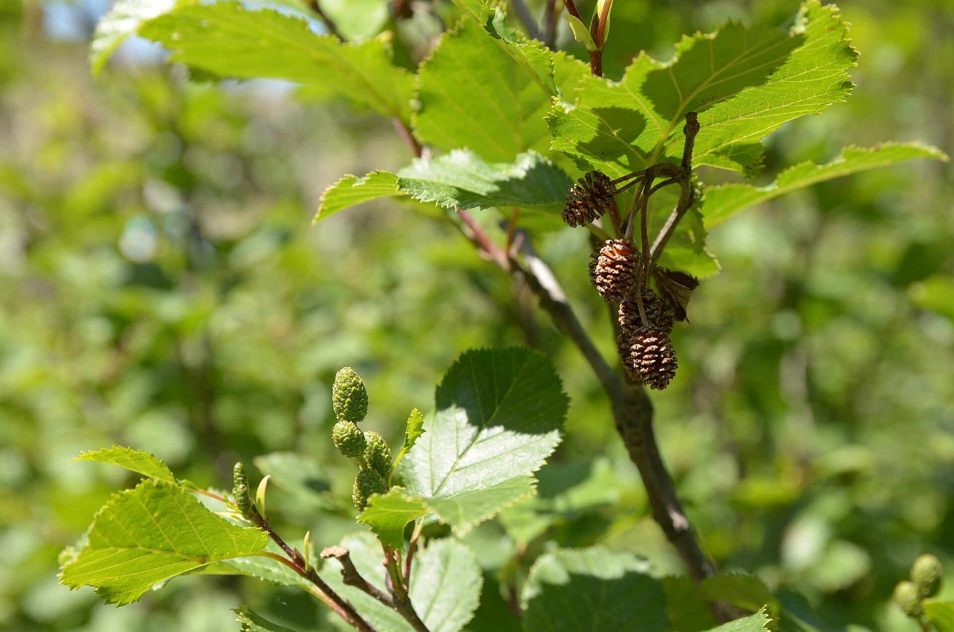 green alder (Alnus viridis)