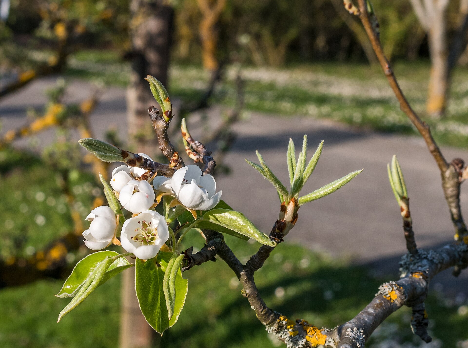 Pyrus sp. | Garten.cz
