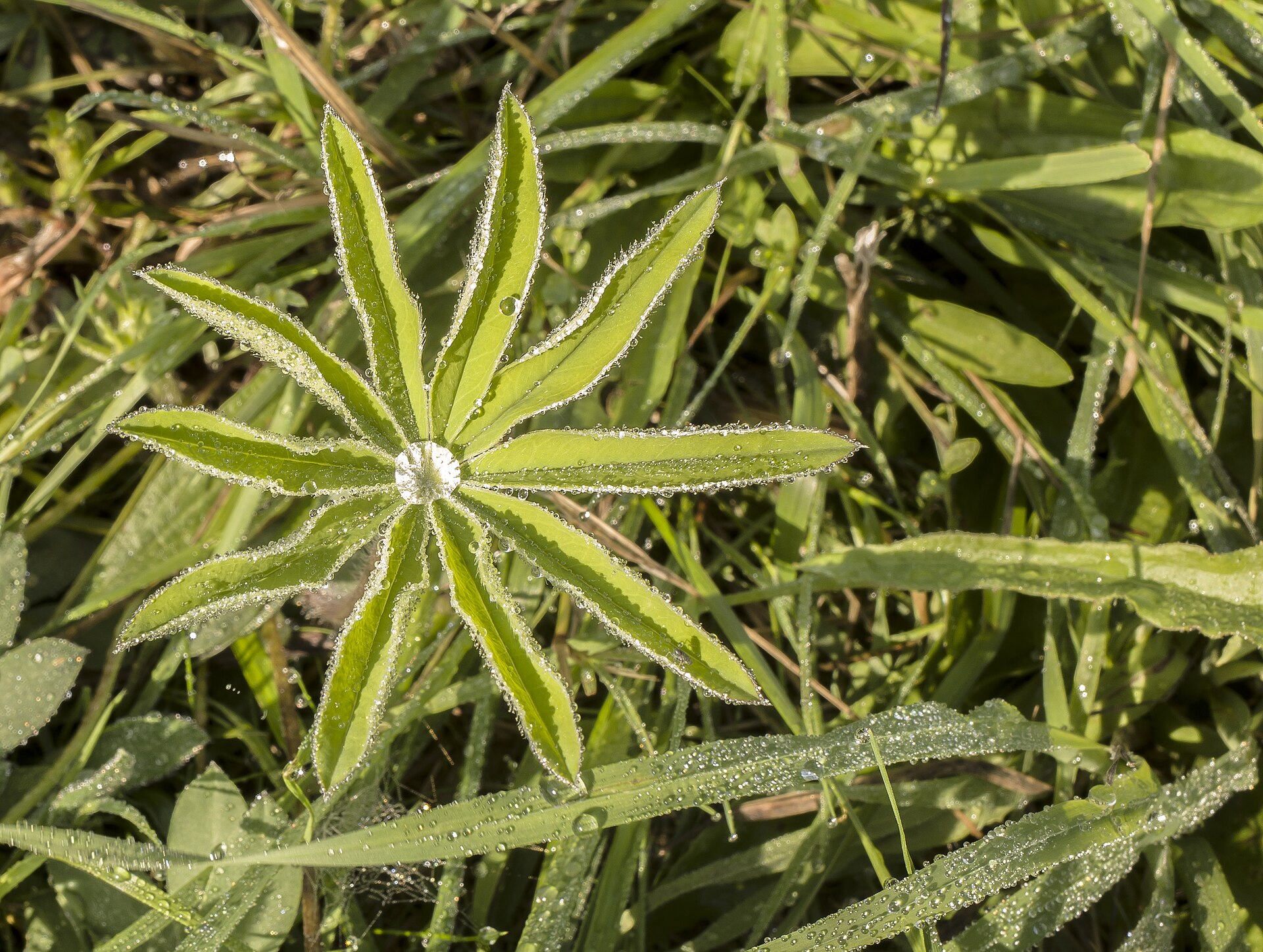 Lupinus Polyphyllus – Lupina Mnoholistá, Vlčí Bob, 58% OFF