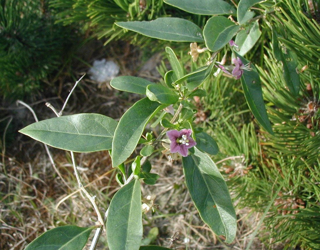 Botanická deska, rostlina tradiční čínské medicíny: lyciet (Lycium  halimifolium)