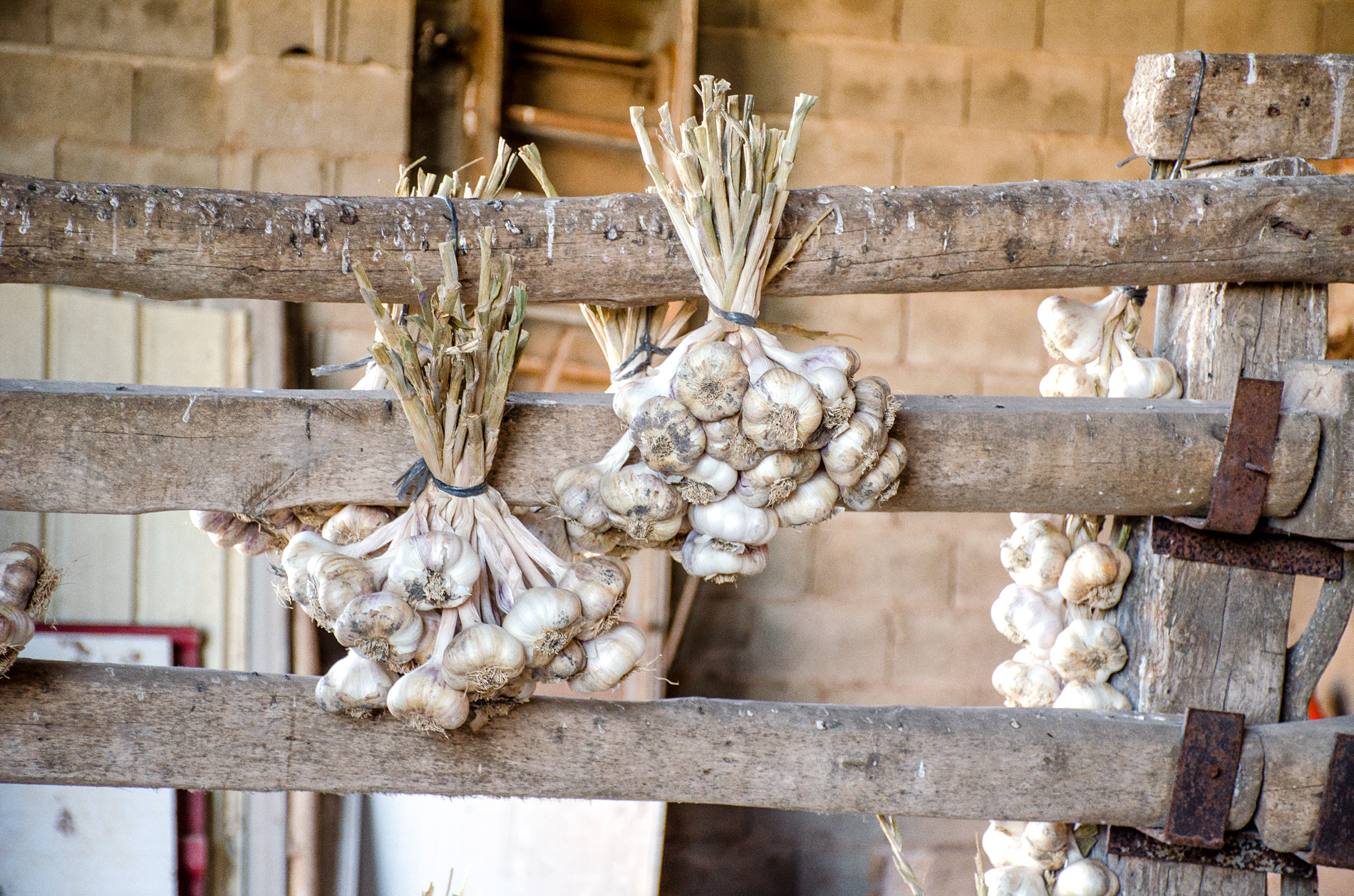 Understanding Herbs - Garlic (Allium sativum) - Healing House ...