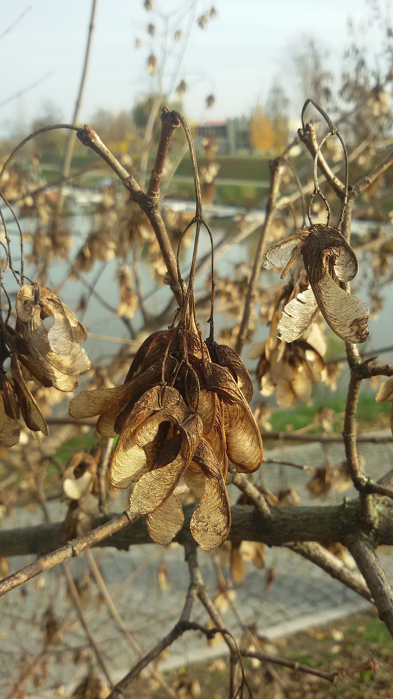 Acer negundo (ash-leaved maple, boxelder): Go Botany