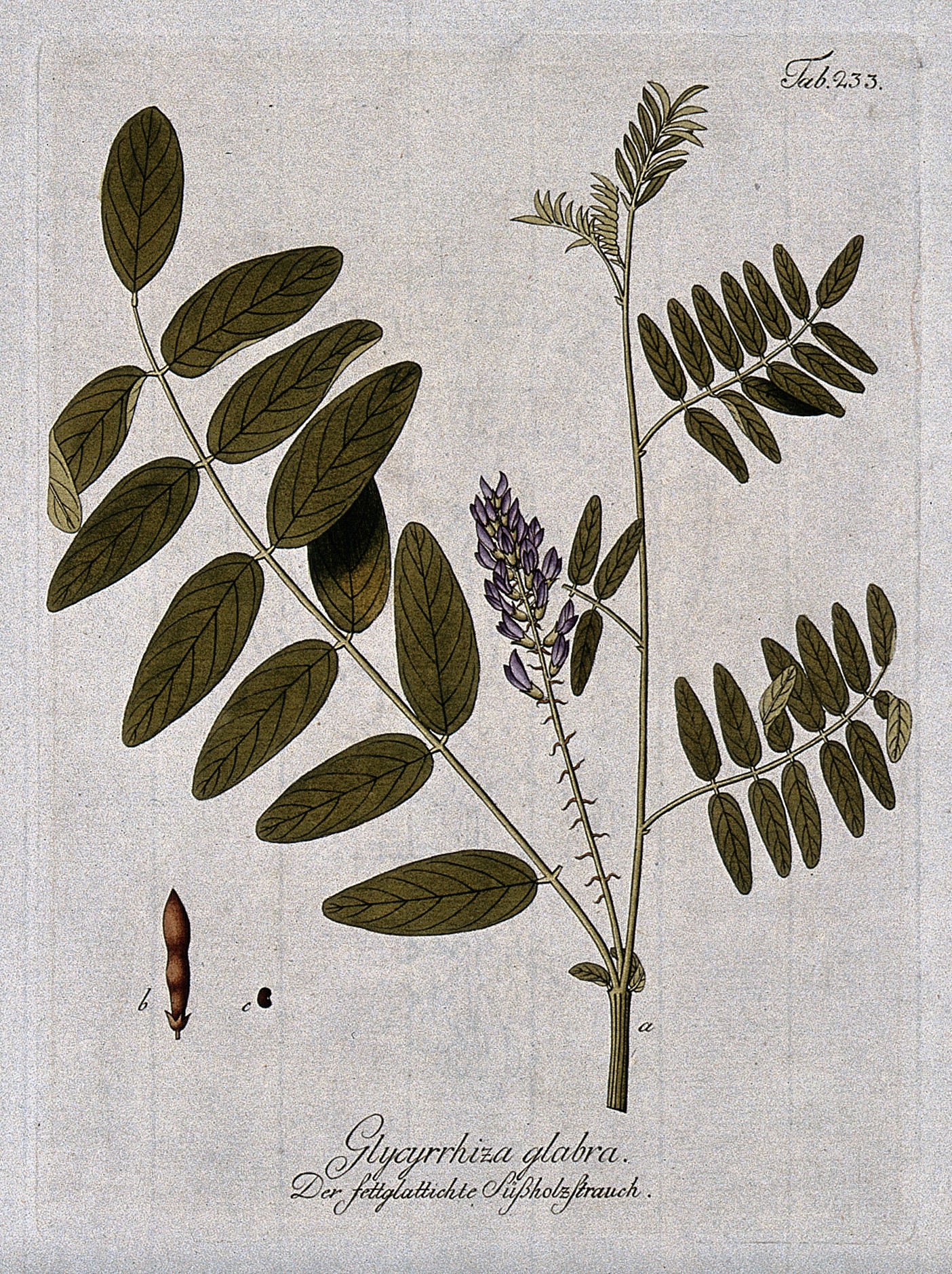 Glycyrrhiza Glabra (Licorice) Root Extract - Weleda