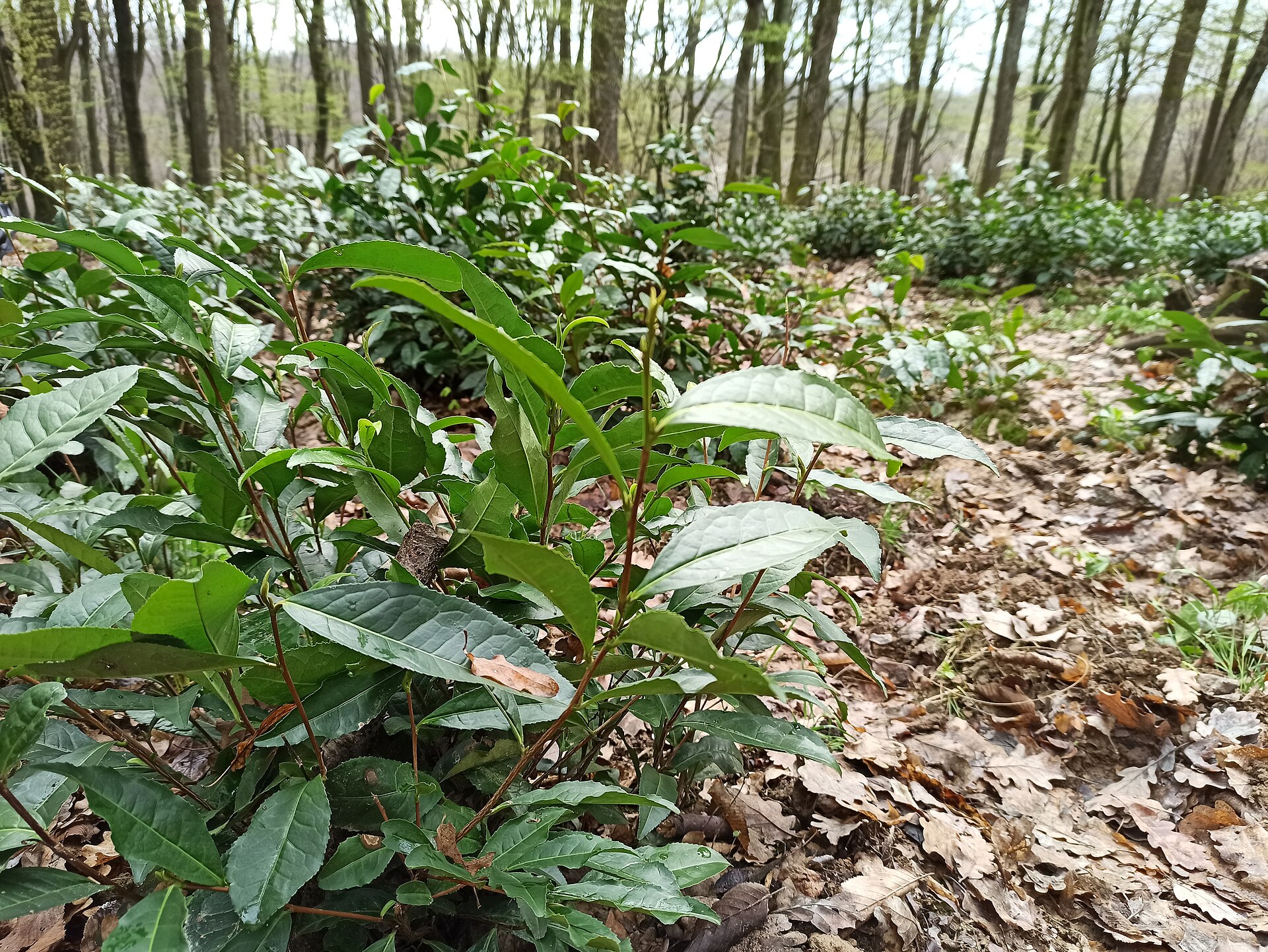Čajovník čínský (Camellia sinensis) | CK Mundo