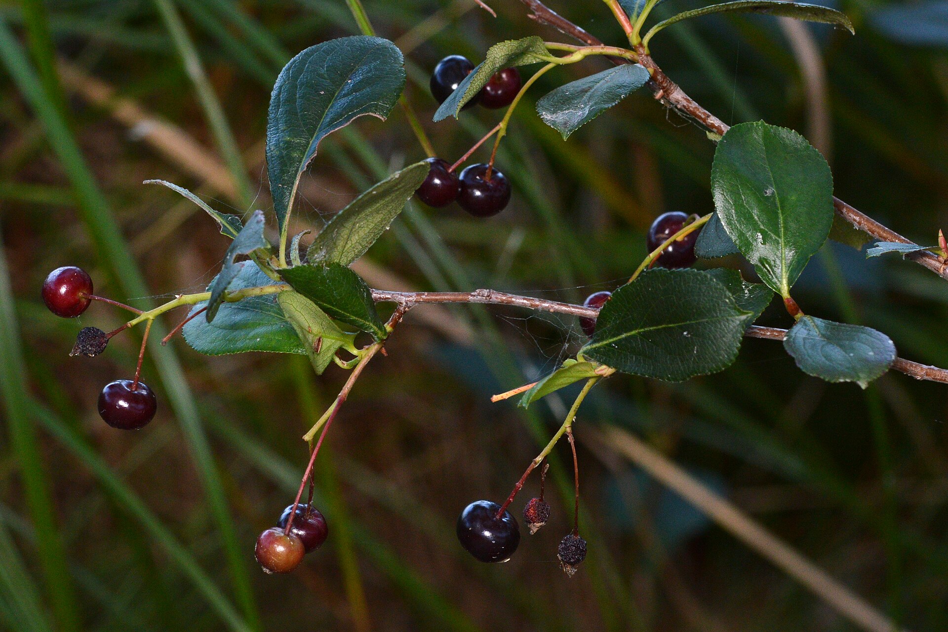 Aronia melanocarpa - Havlis.cz