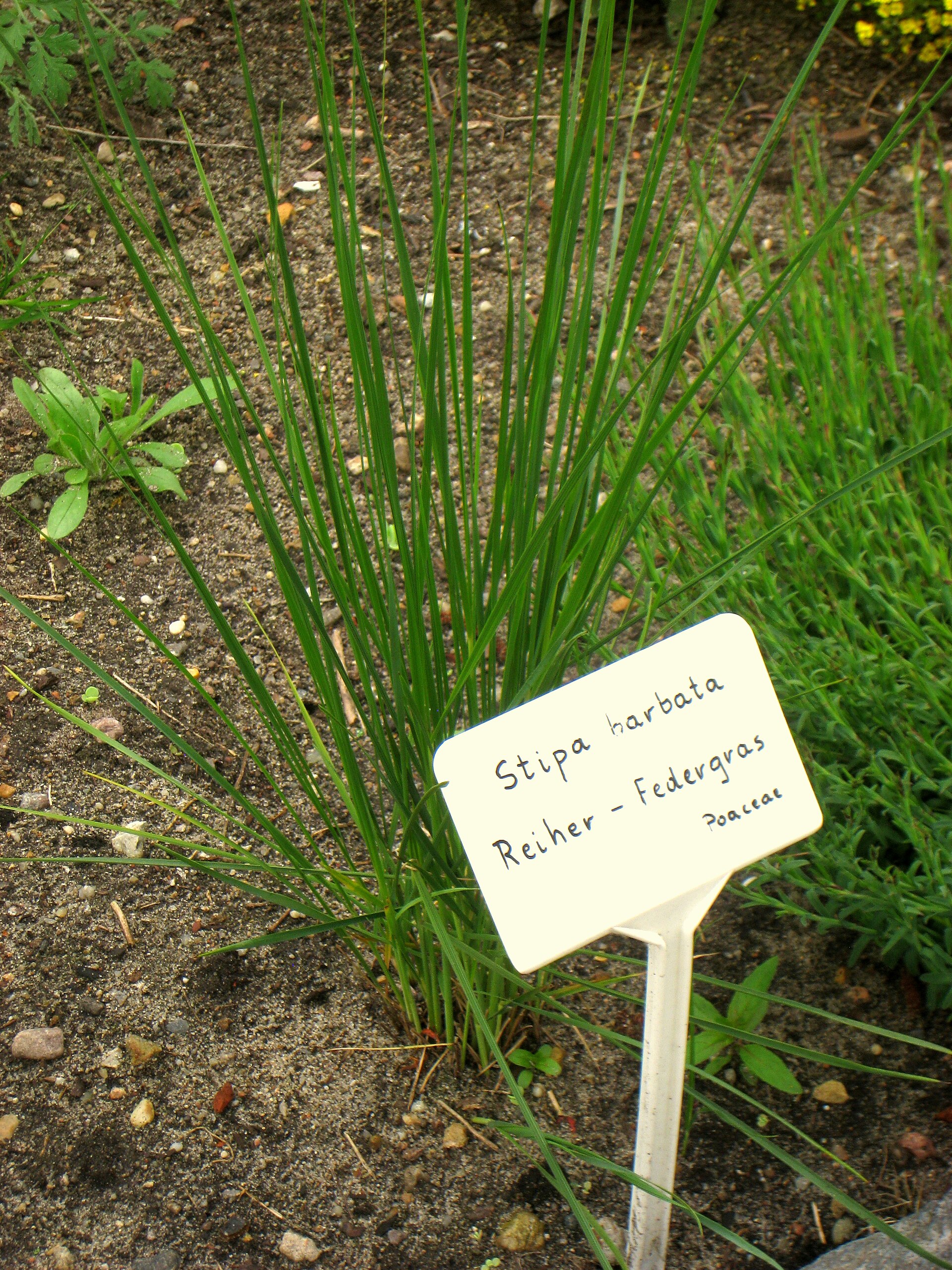 Kavyl bradatý - Stipa bradata - Zahradnictví Spomyšl