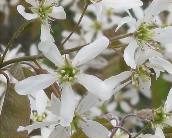 Amelanchier canadensis - Wikipedia