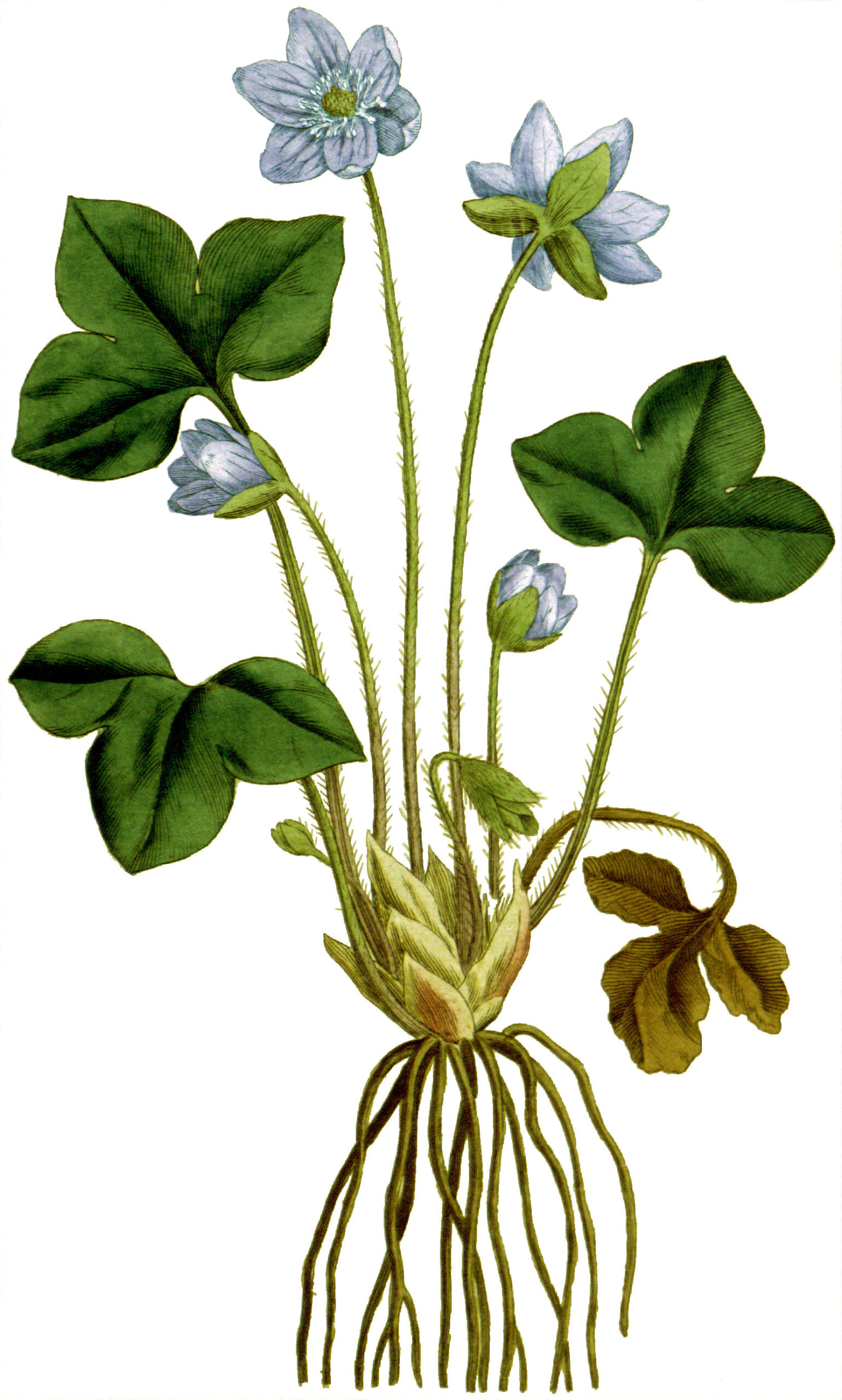 Jaterník podléška – Wikipedie