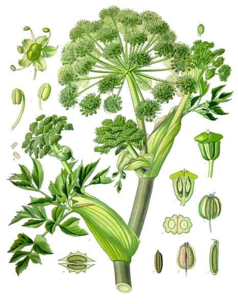 Soubor:Angelica archangelica - Köhler–s Medizinal-Pflanzen-158.jpg –  Wikipedie