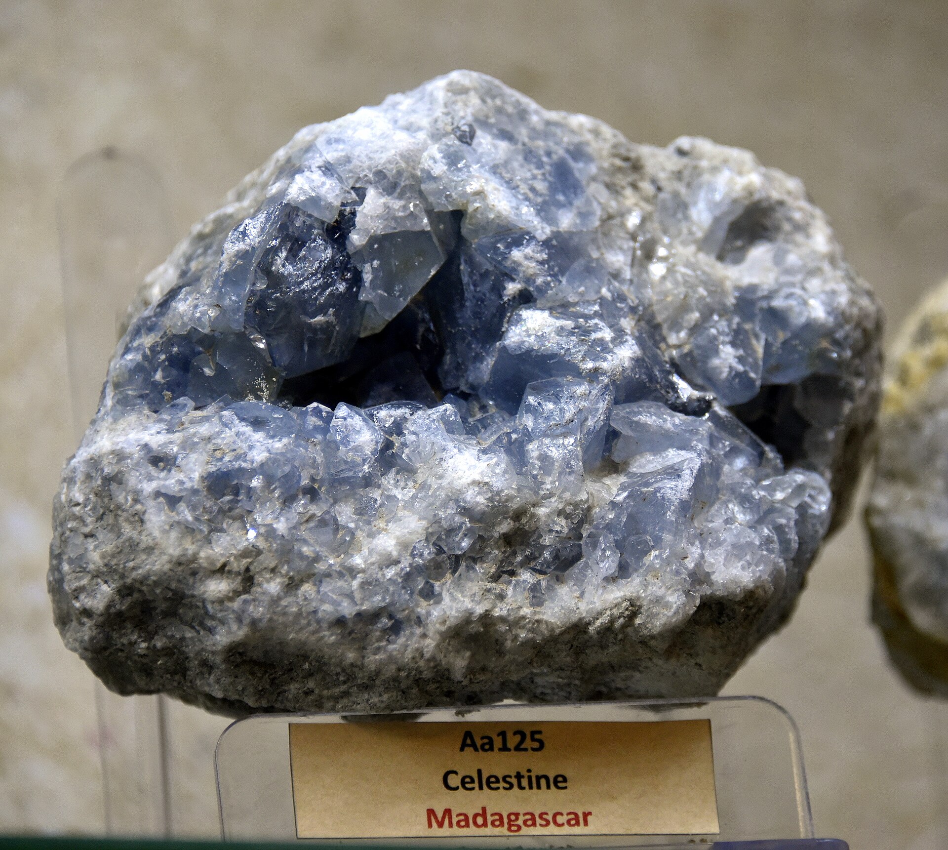 Celestin z Madagaskaru