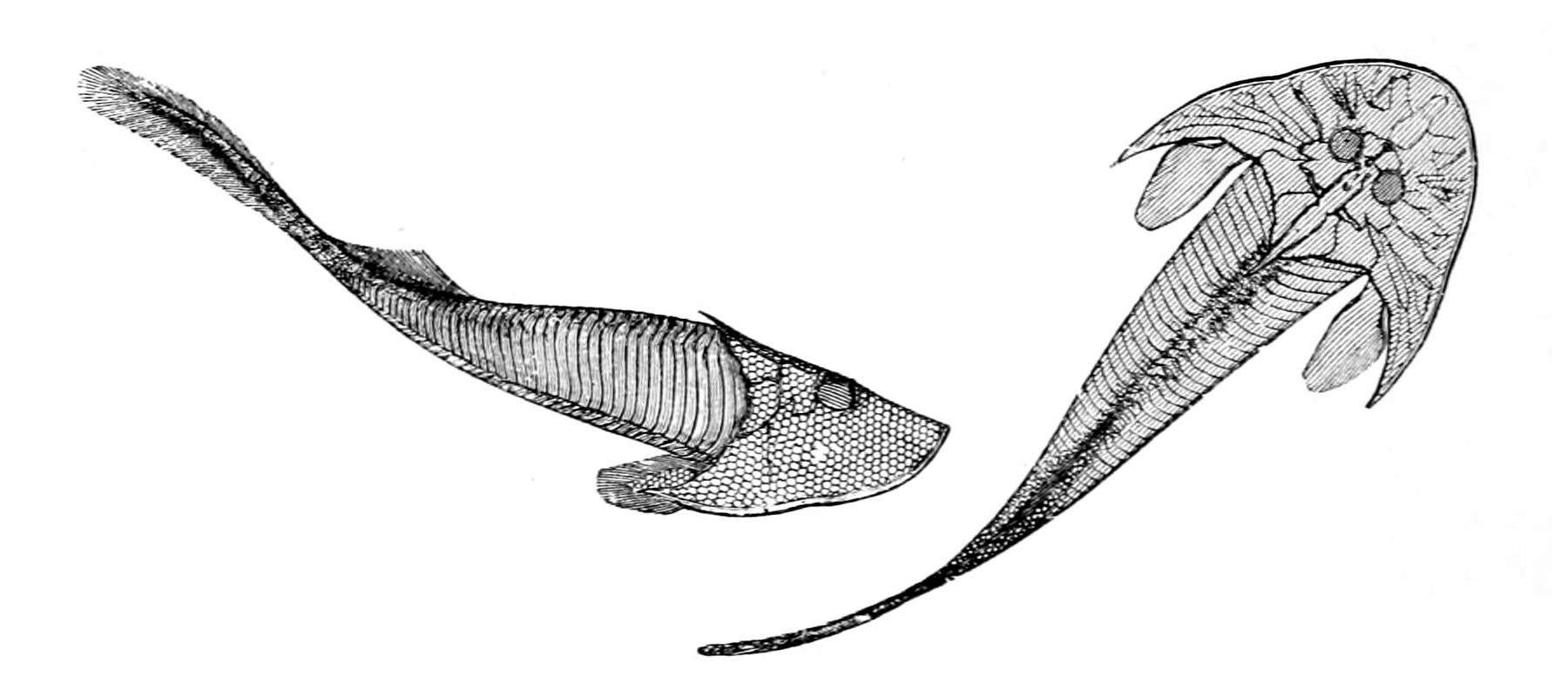 Cephalaspis lyelli