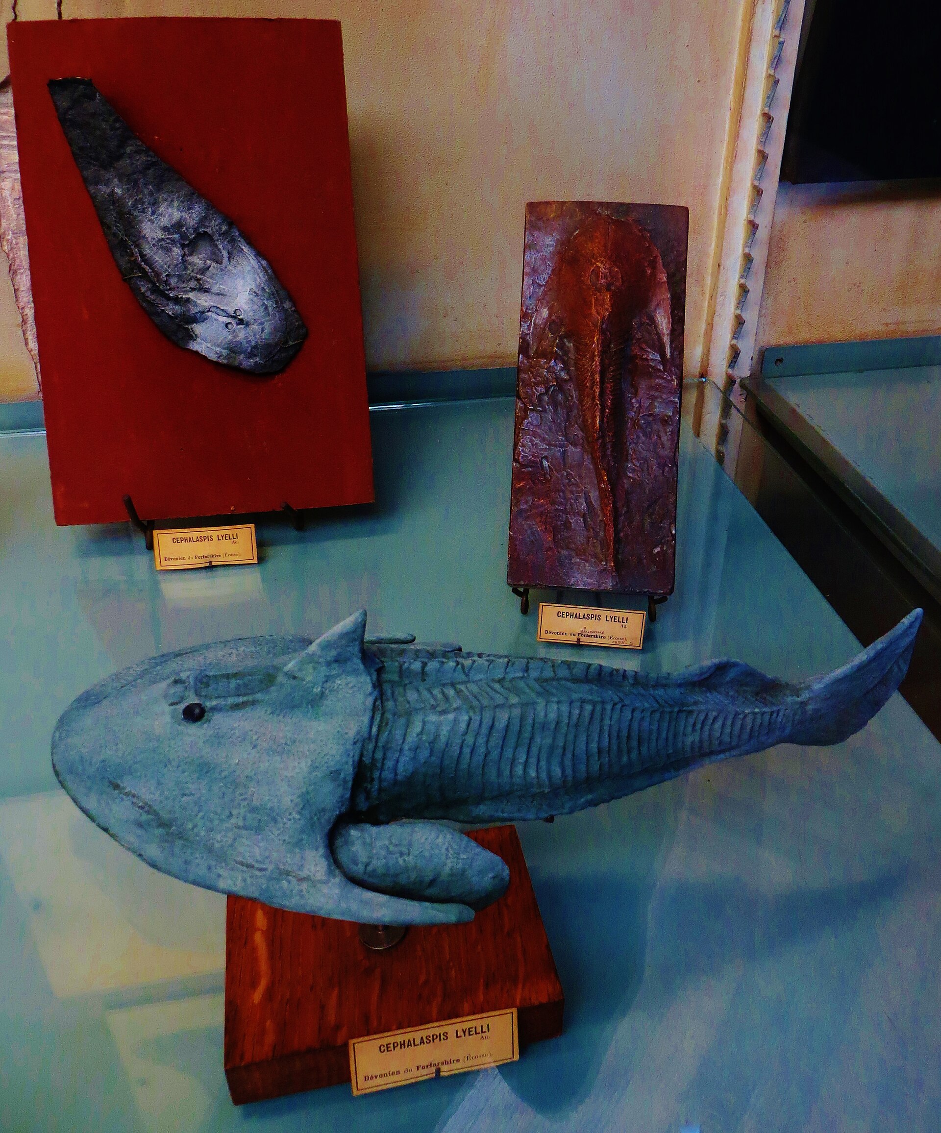 Cephalaspis lyelli