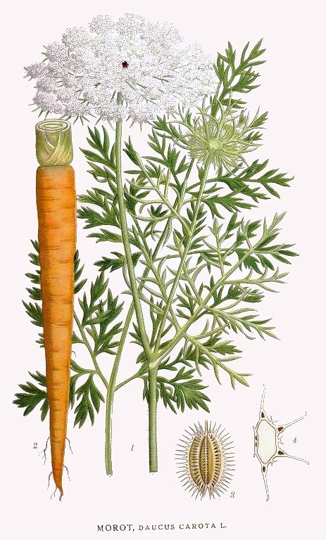Soubor:Daucus Carota.jpg – Wikipedie