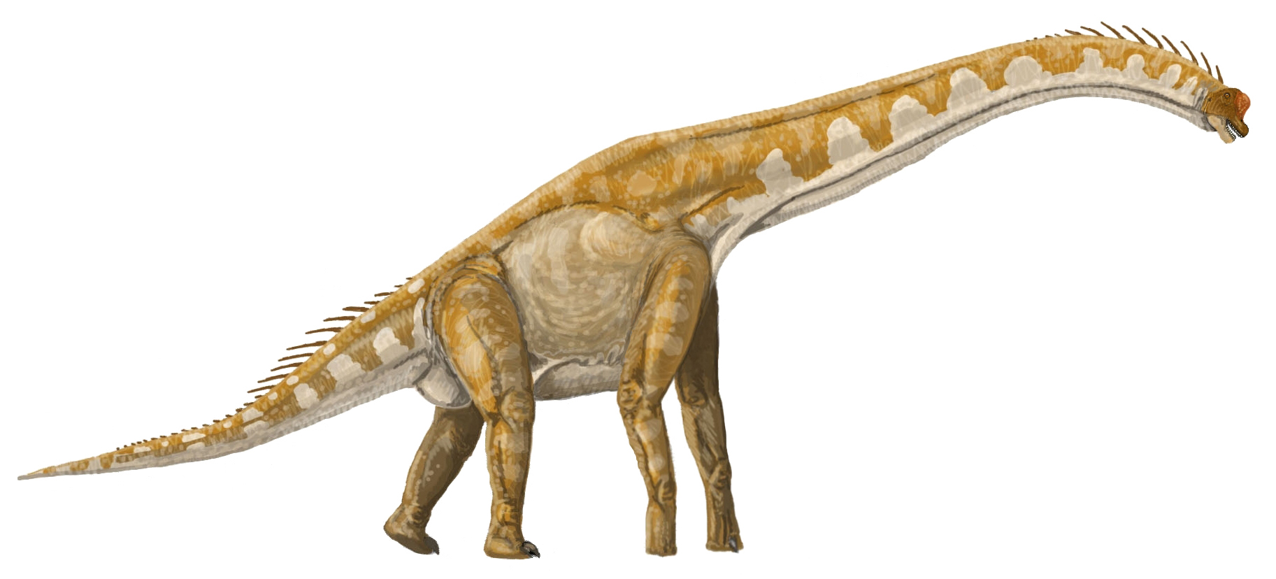 Rekonstrukce giraffatitana