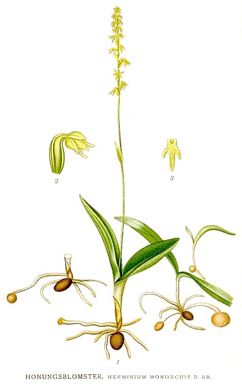 Soubor:Herminium monorchis Nordens Flora 410.jpg – Wikipedie