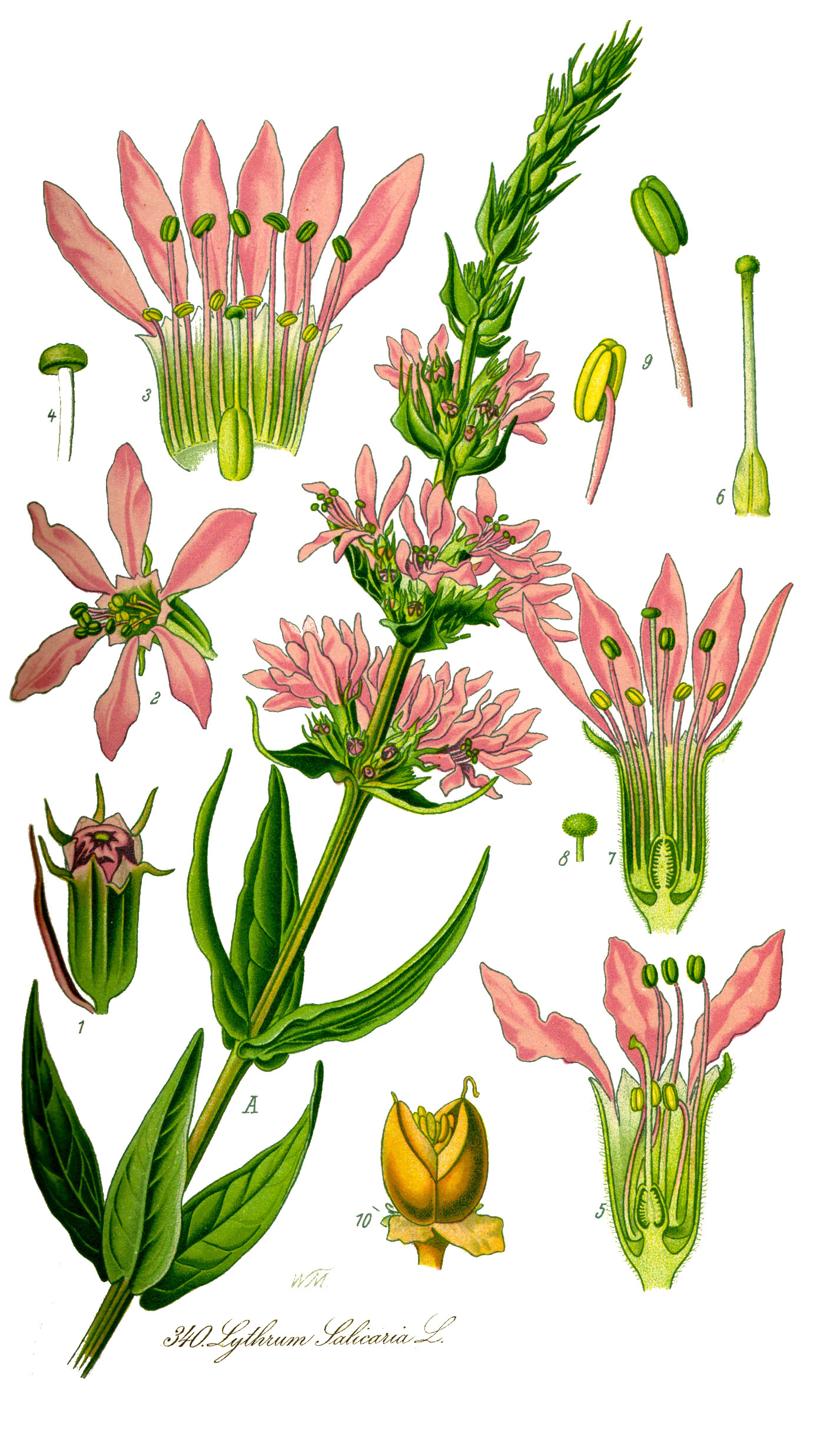 Soubor:Illustration Lythrum salicaria1.jpg – Wikiverzita