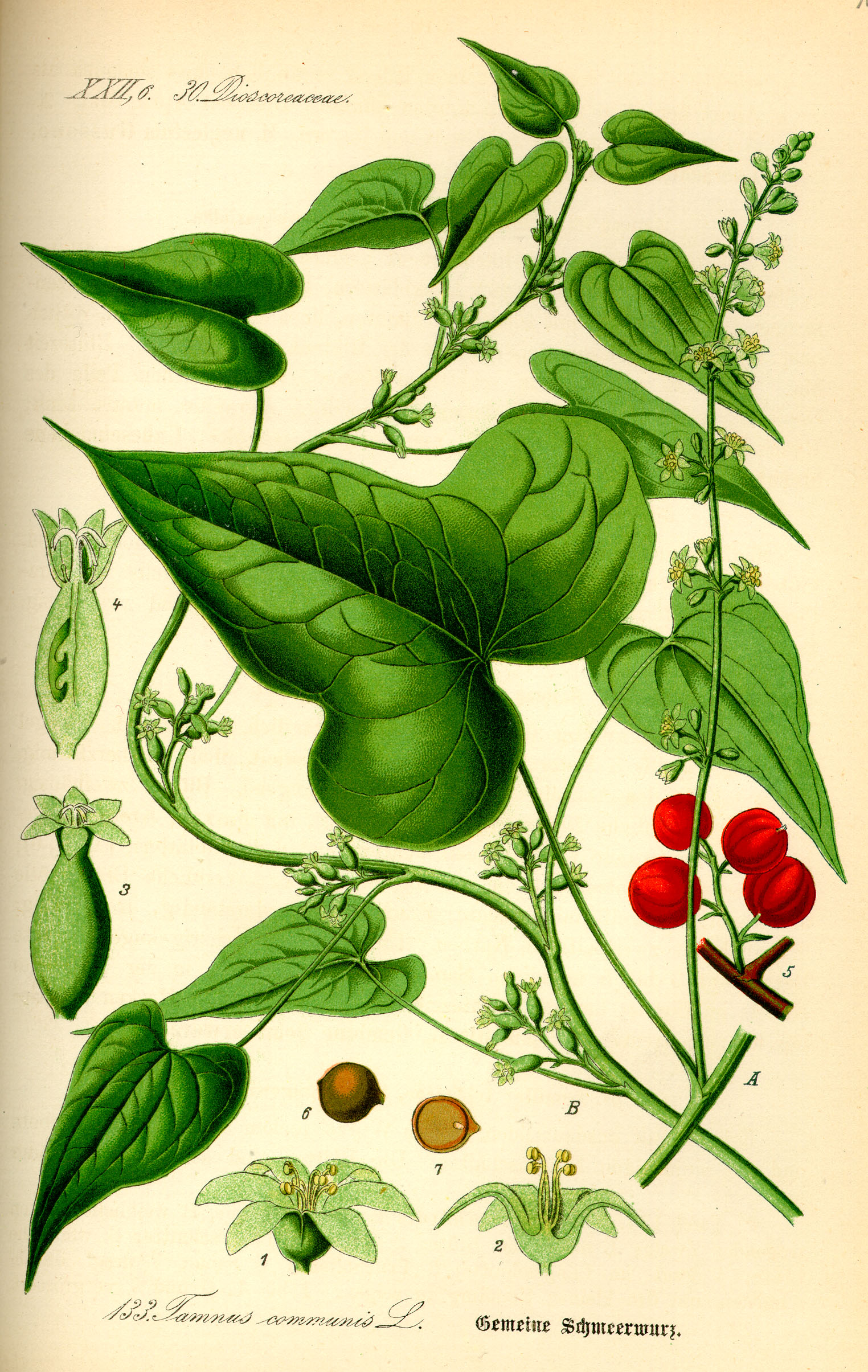 Soubor:Illustration Tamus communis0.jpg – Wikipedie