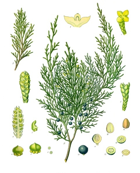 Jalovec chvojka – Wikipedie