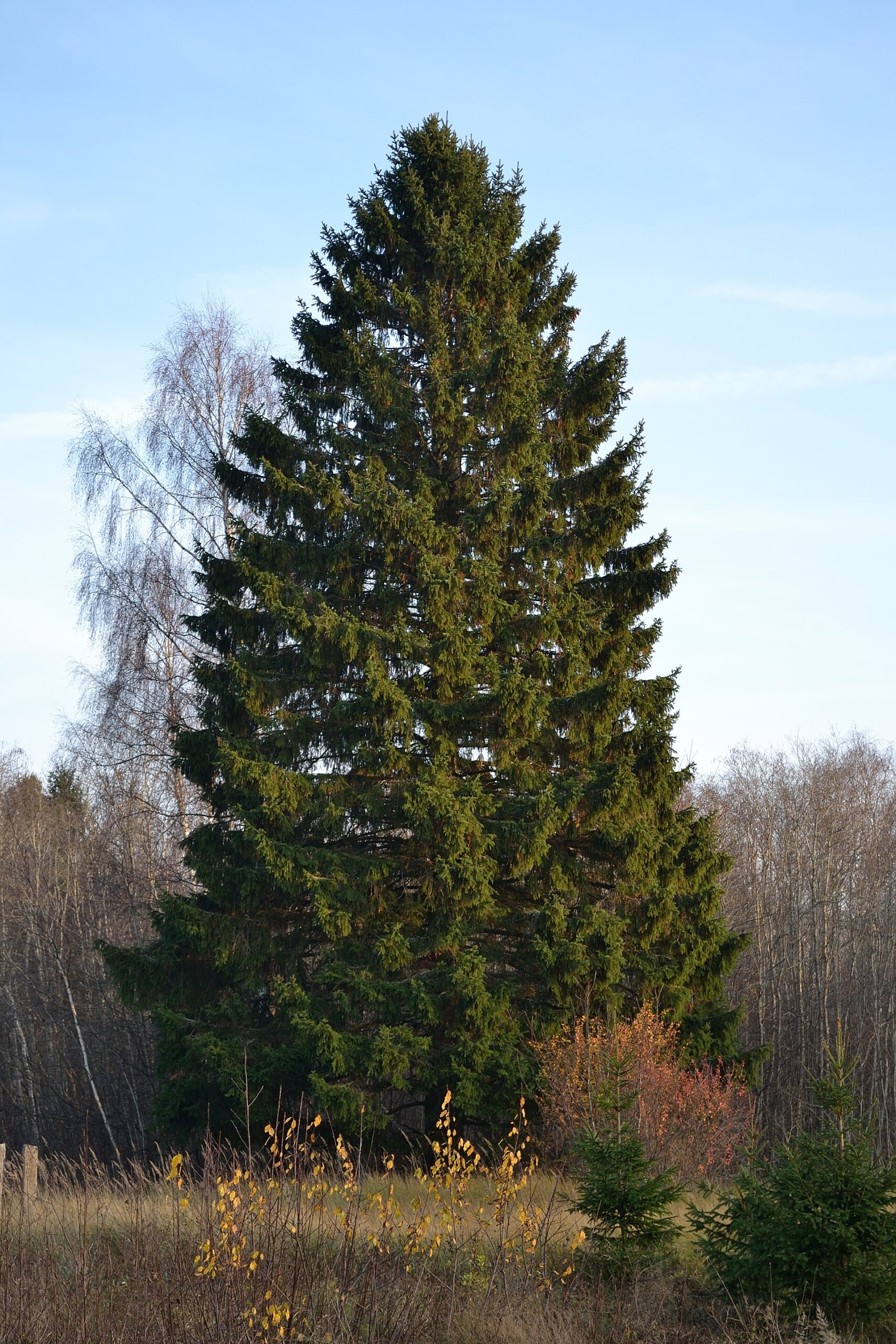 Smrk ztepilý – Wikipedie