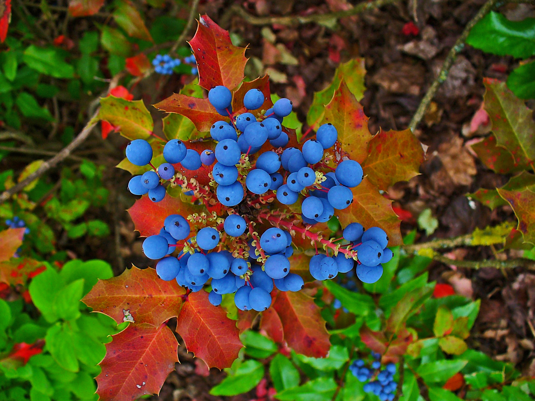 File:Mahonia aquifolium 004.JPG - Wikimedia Commons