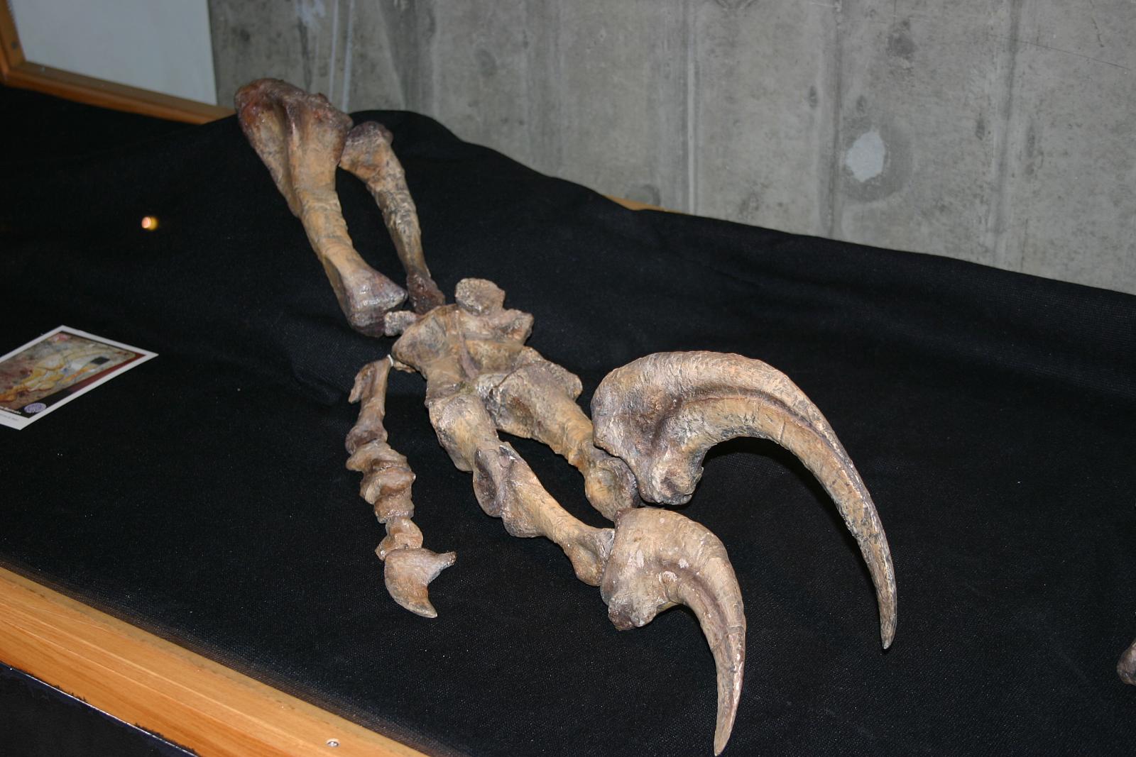 Megaraptor - přední končetina