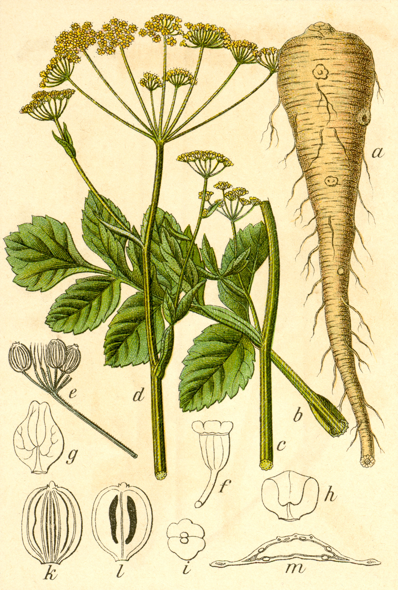 Pastinák setý – Wikipedie
