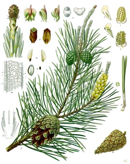 File:Pinus sylvestris - Köhler–s Medizinal-Pflanzen-106.jpg - Wikimedia Commons