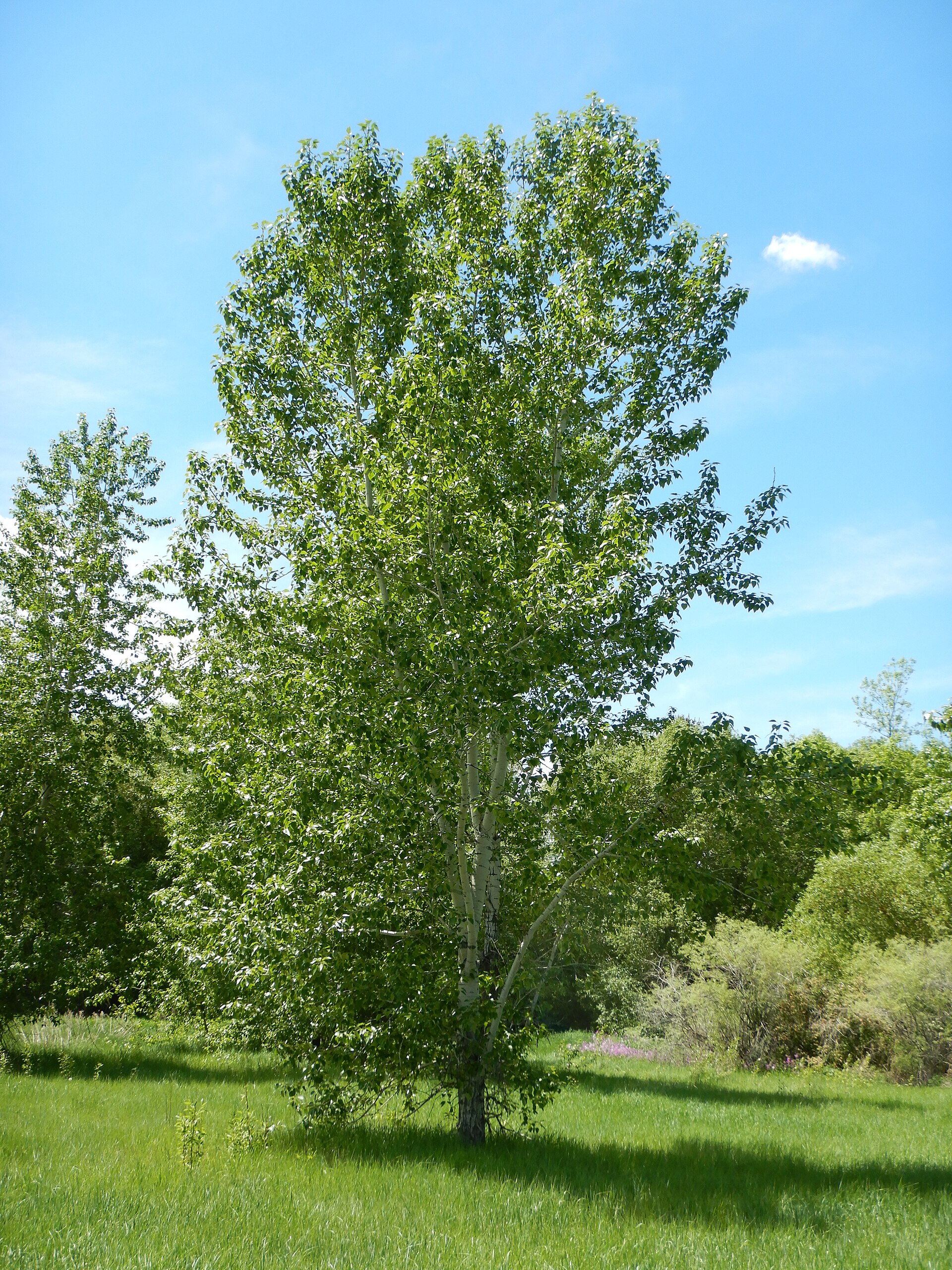 File:Populus balsamifera - balsam poplar - Flickr - Matt Lavin.jpg - Wikimedia Commons