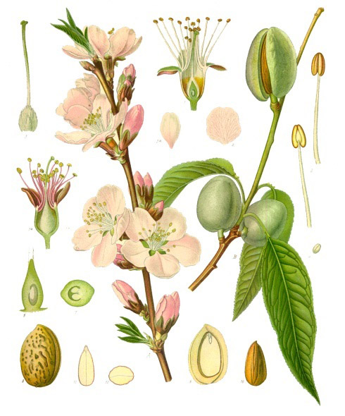 Prunus amygdalus - Wikispecies